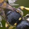 Ectemnius fossorius