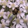 74236 – Photo : Eugène Vandebeulque – France (45)