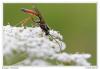 74681 – Photo : Denis Girard – France (74)