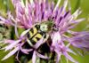 74272 – Photo : Bernard Choux – France (26)