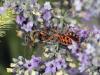 74124 – Photo : Bernard Choux – France (26)
