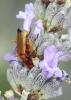 74639 – Photo : Bernard Choux – France (26)
