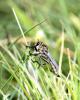 74250 – Photo : Bernard Choux – France (26)