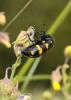 74680 – Photo : Bernard Choux – France (26)
