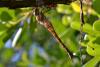 74386 – Photo : Tarninou – France (13)