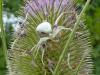 74288 – Photo : Jean-Pierre Viallard – France (28)