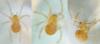 74590 – Photo : Ga-bu-zo-meu – France (93)