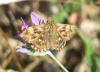 74492 – Photo : Sylvain Fadda – France (13)