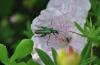 74071 – Photo : C.gager – France (49)