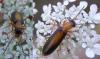 74736 – Photo : H. Dumas – France (13)
