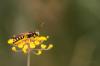 74321 – Photo : Sandra – France (33)