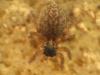 74419 – Photo : Jean-Claude Jamoulle – France (06)