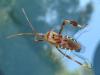 74580 – Photo : Jean-Claude Jamoulle – France (06)