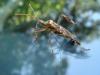74579 – Photo : Jean-Claude Jamoulle – France (06)
