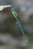 74161 – Photo : Pierre Gros – France (06)