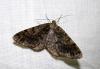 74872 – Photo : Arnaud Jean-Pierre – France (09)