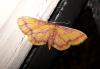 74939 – Photo : Arnaud Jean-Pierre – France (09)