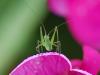 74824 – Photo : Patrick Decreus – France (93)