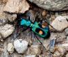74942 – Photo : Patrick Decreus – Colombie