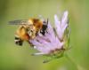 74848 – Photo : Patrick Decreus – France (93)