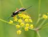 74825 – Photo : Patrick Decreus – France (93)