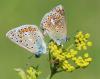 74756 – Photo : Patrick Decreus – France (93)