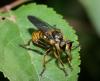 74230 – Photo : Gerard Tayeb – France (13)
