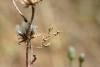 74278 – Photo : Jean-Claude CHERVIN – France (26)