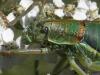74932 – Photo : Pascal Pertuzon – France (42)