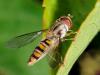 74447 – Photo : CUCHET Gerard – France (38)