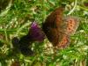 74843 – Photo : Guillaume Chorgnon – France (42)