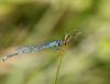 Erythromma lindenii