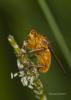 74330 – Photo : Francois Diemert – France (44)