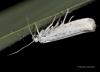74244 – Photo : Francois Diemert – France (44)