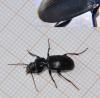 Pterostichus madidus