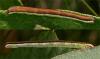 74241 – Photo : Pelouard – France (05)