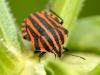 74857 – Photo : CUCHET Gerard – France (38)