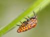74858 – Photo : CUCHET Gerard – France (38)