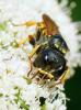 74859 – Photo : Yves Fontanive – France (25)