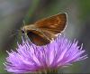 74349 – Photo : Pelouard – France (06)