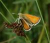 74357 – Photo : Pelouard – France (06)