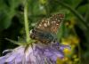 74544 – Photo : Pelouard – France (05)