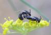 74864 – Photo : H. Dumas – France (13)