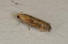 74425 – Photo : Paul Cabrol – France (09)