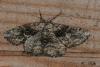 74910 – Photo : Paul Cabrol – France (09)