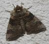 74374 – Photo : alain Roujas – France (31)