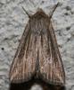 74671 – Photo : alain Roujas – France (31)