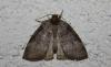 74840 – Photo : alain Roujas – France (31)