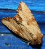 74714 – Photo : alain Roujas – France (31)