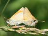 74615 – Photo : alain Roujas – France (31)